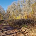 Waldmotive, hier: Licht- und Schattenstreifen auf dem Waldweg