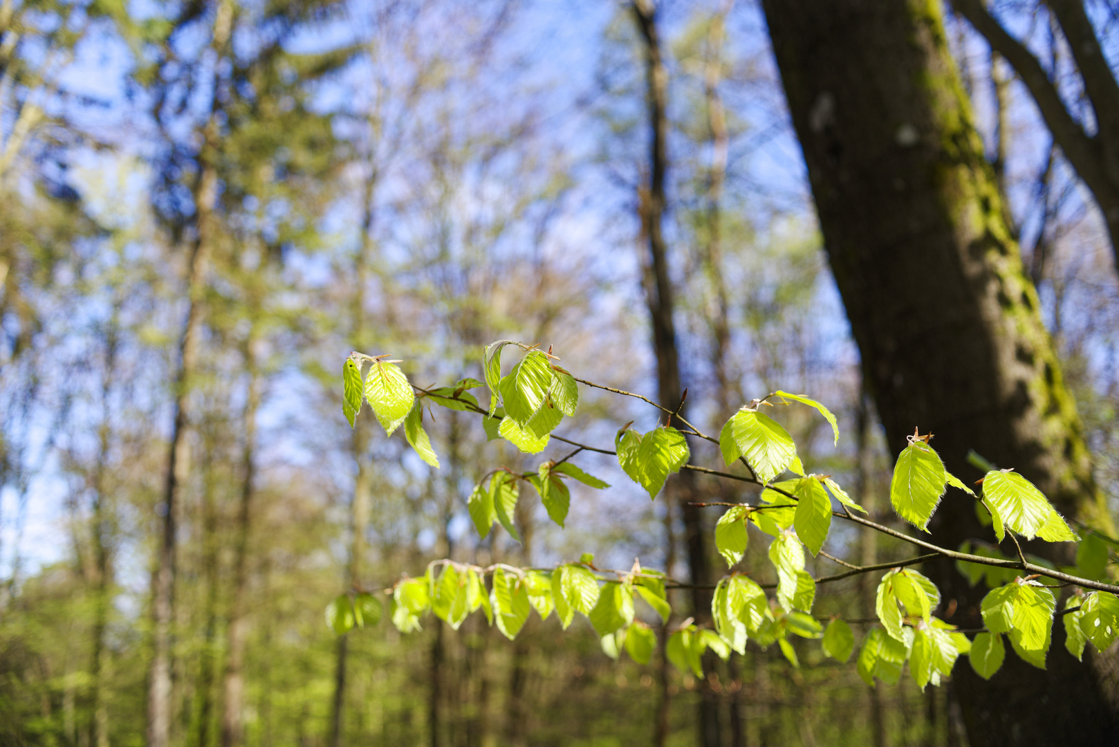 Waldmotive, hier: lichtdurchflutete Buchenblätter (3)