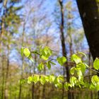 Waldmotive, hier: lichtdurchflutete Buchenblätter (3)