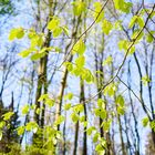 Waldmotive, hier: lichtdurchflutete Buchenblätter