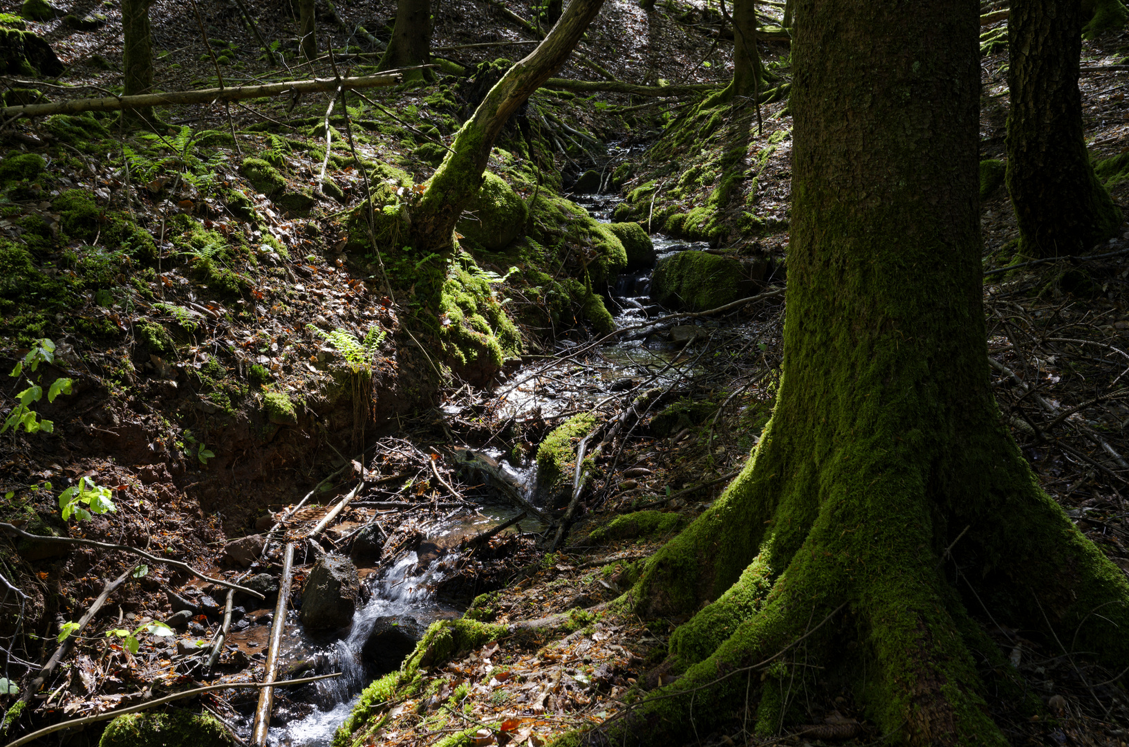 Waldmotive, hier: Lichteinfall in den Mooswelten (3)