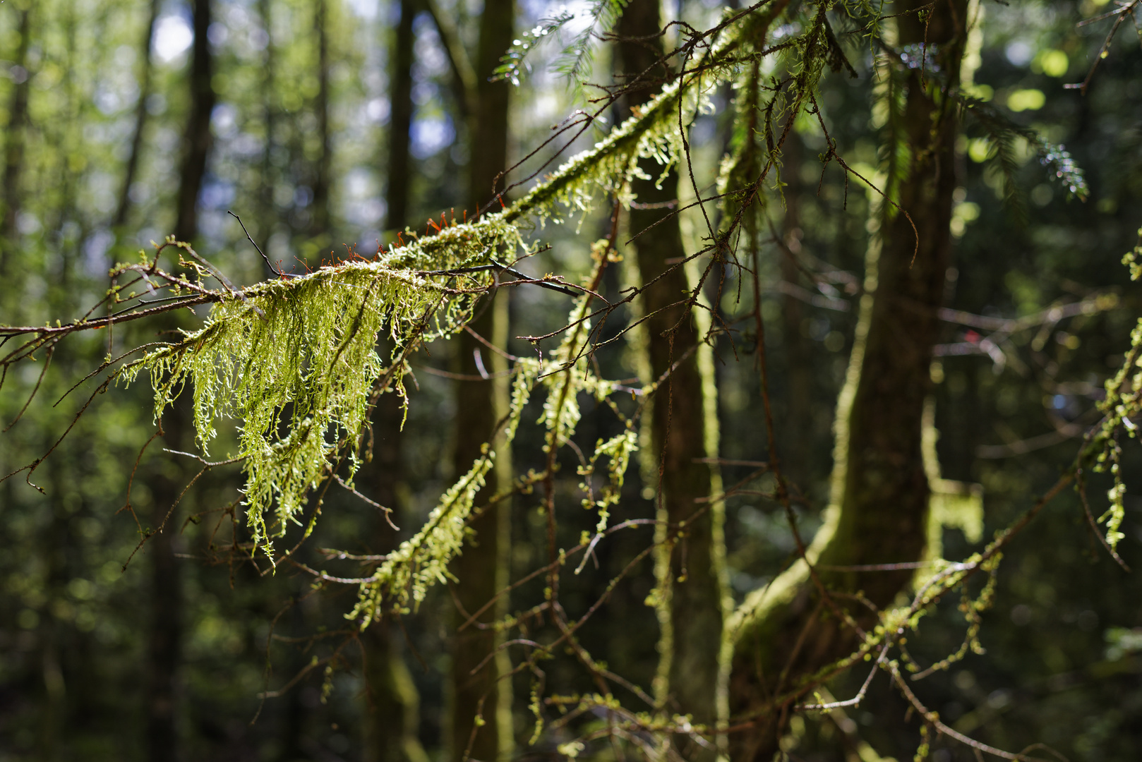 Waldmotive, hier: Lichteinfall in die Mooswelten