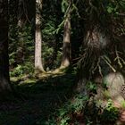 Waldmotive, hier: Lichtinseln im Fichtenwald