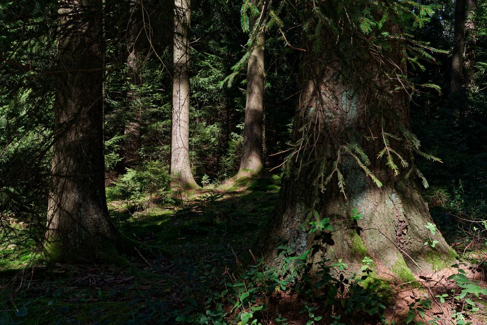 Waldmotive, hier: Lichtinseln im Fichtenwald