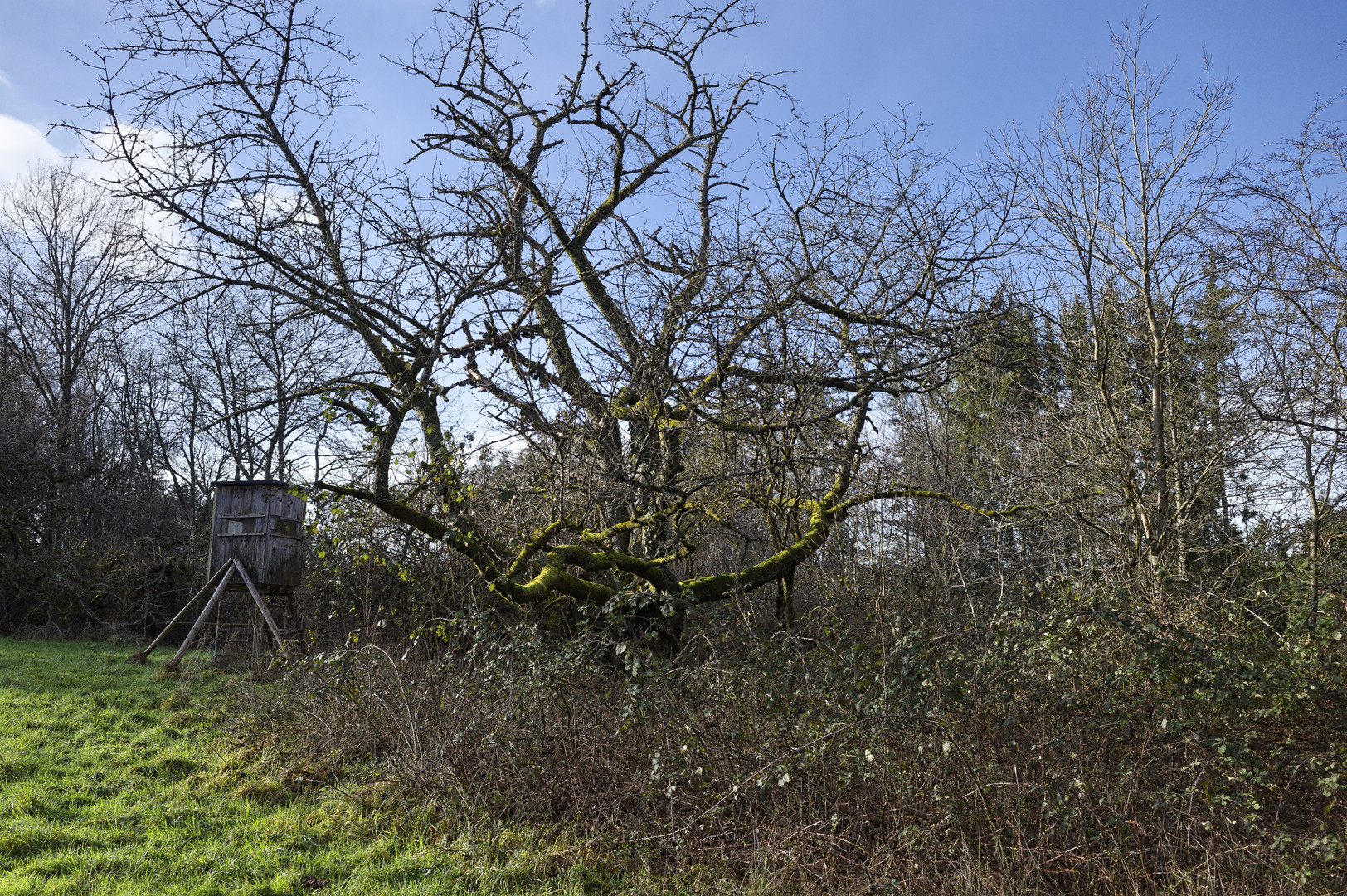 Waldmotive, hier: Lichtsäume auf den Ästen eines alten Kirschbaums