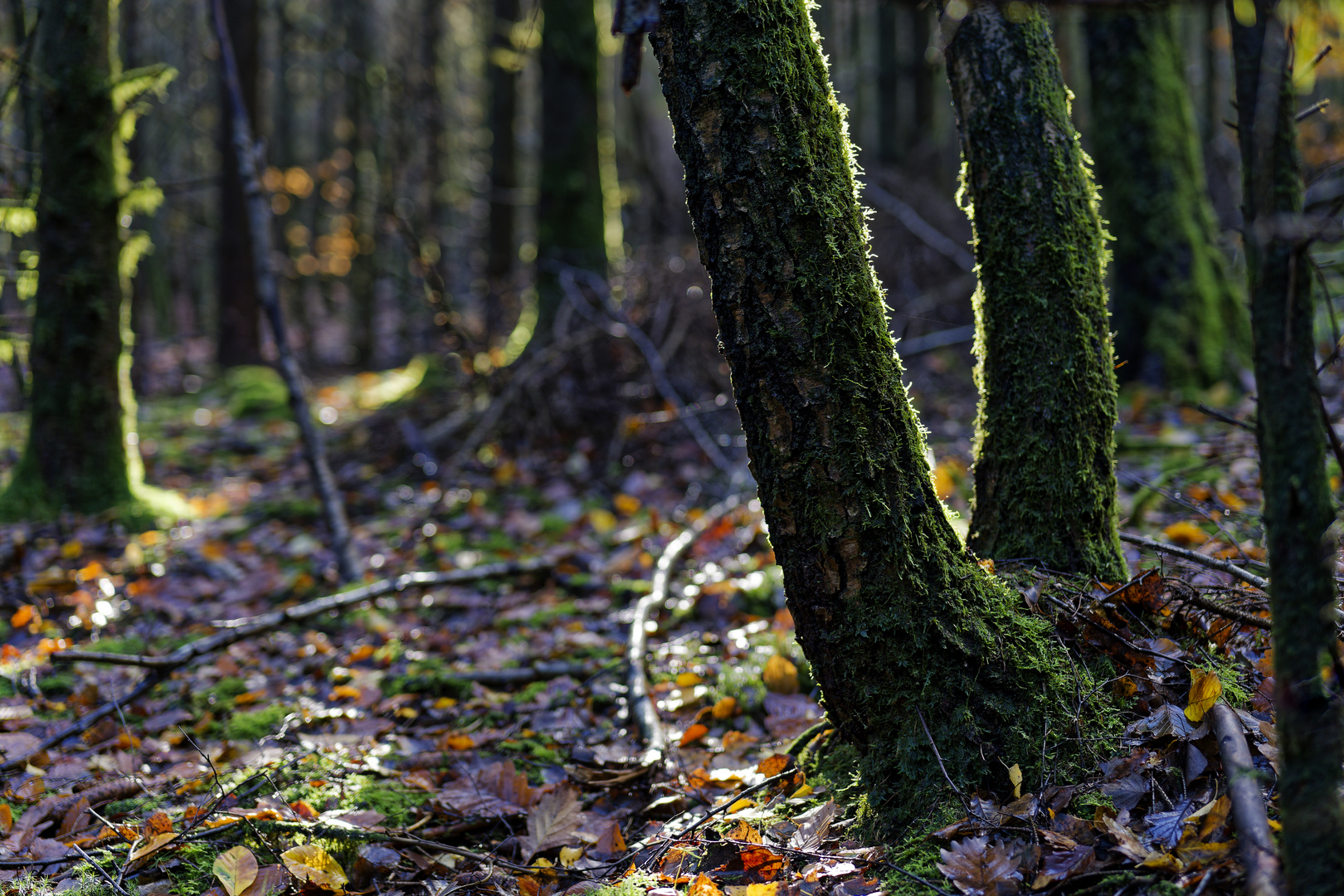 Waldmotive, hier: Lichtsäume auf den Birkenstämmen