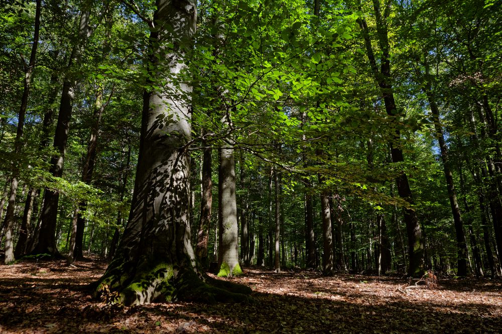 Waldmotive, hier: Lichtspiele auf Buchenstamm