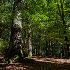 Waldmotive, hier: Lichtspiele auf Buchenstamm