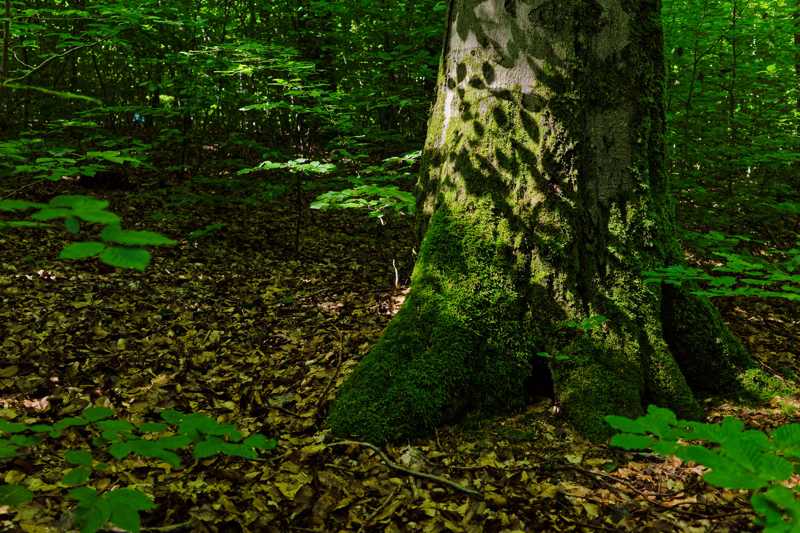 Waldmotive, hier: Lichtspiele auf dem Buchenstamm