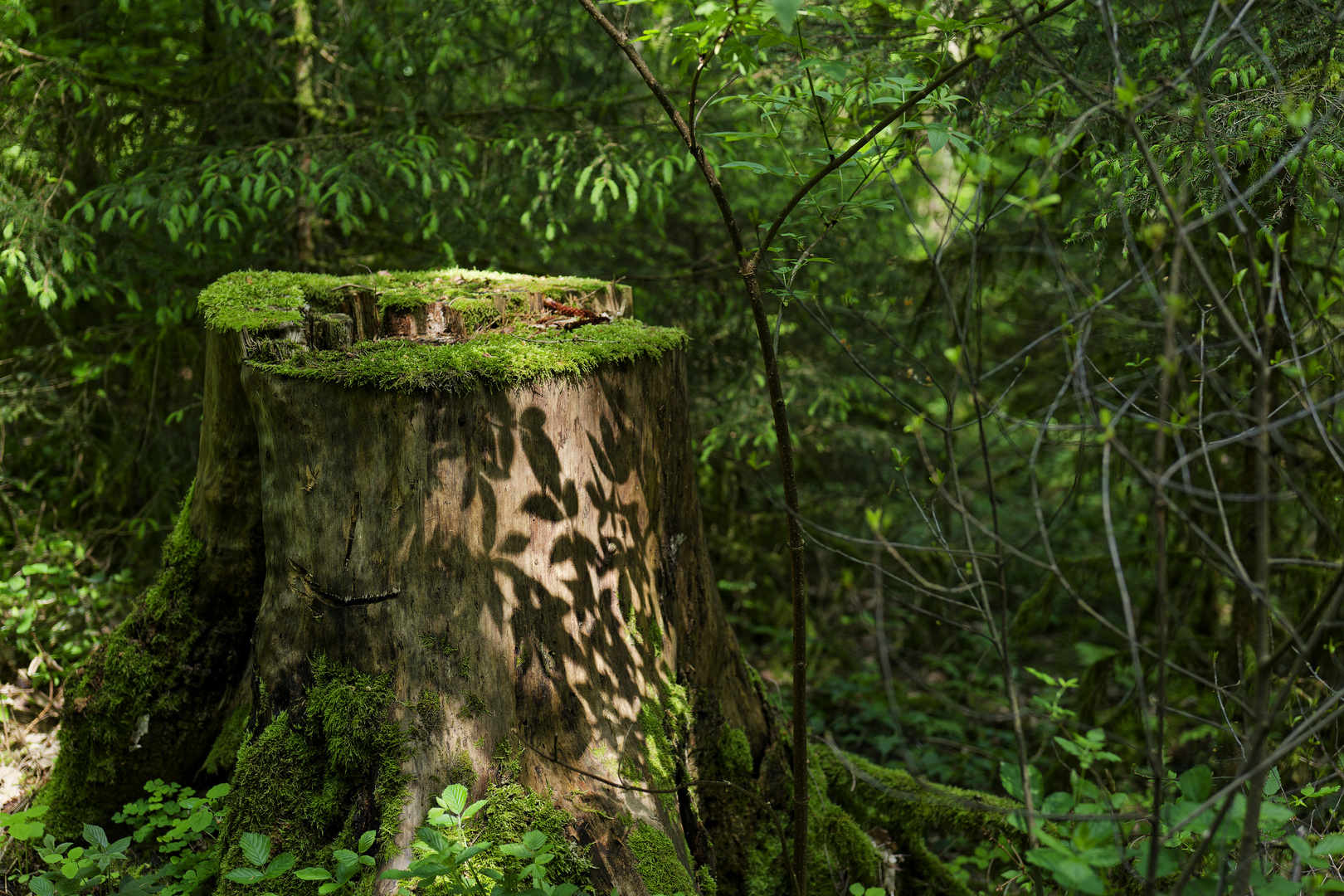 Waldmotive, hier: Lichtspiele auf dem Fichtenbaumstumpf