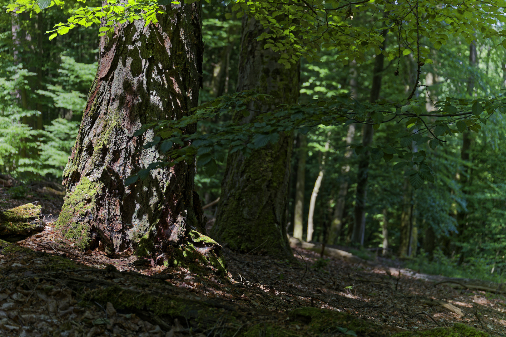 Waldmotive, hier: Lichtspiele auf dem Lärchenstamm