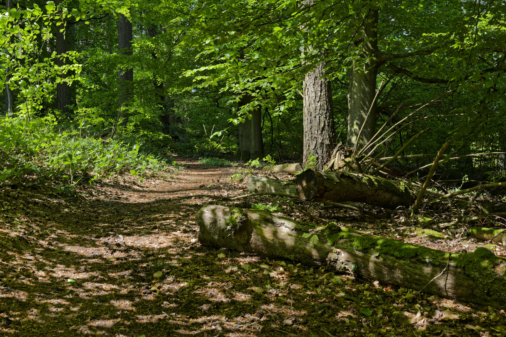 Waldmotive, hier: Lichtspiele auf dem Waldpfad