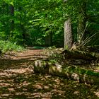 Waldmotive, hier: Lichtspiele auf dem Waldpfad