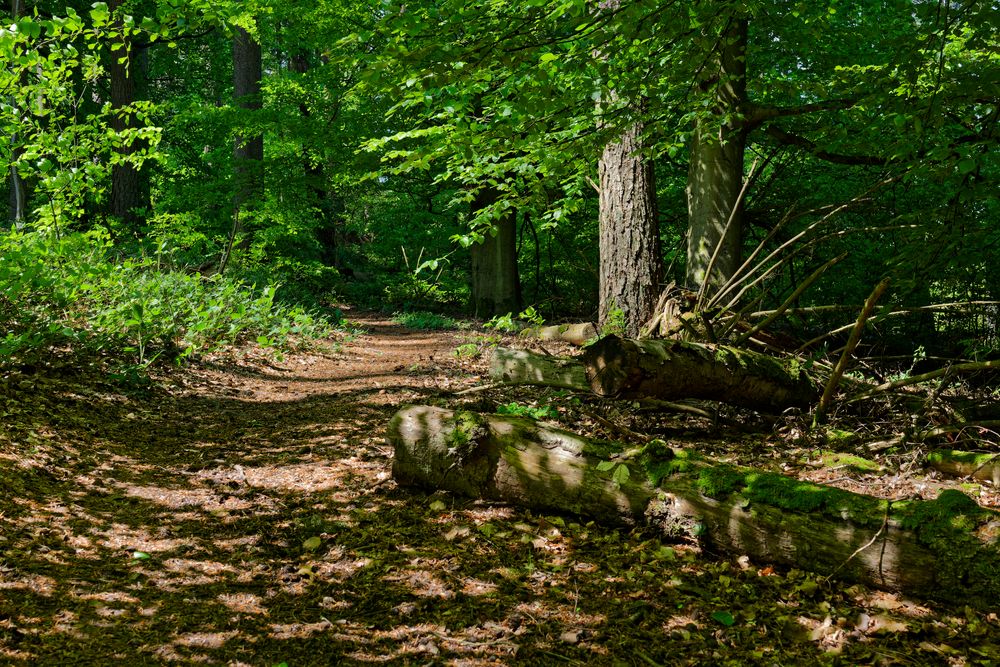 Waldmotive, hier: Lichtspiele auf dem Waldpfad