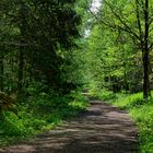 Waldmotive, hier: Lichtspiele auf dem Waldweg