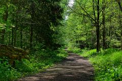 Waldmotive, hier: Lichtspiele auf dem Waldweg