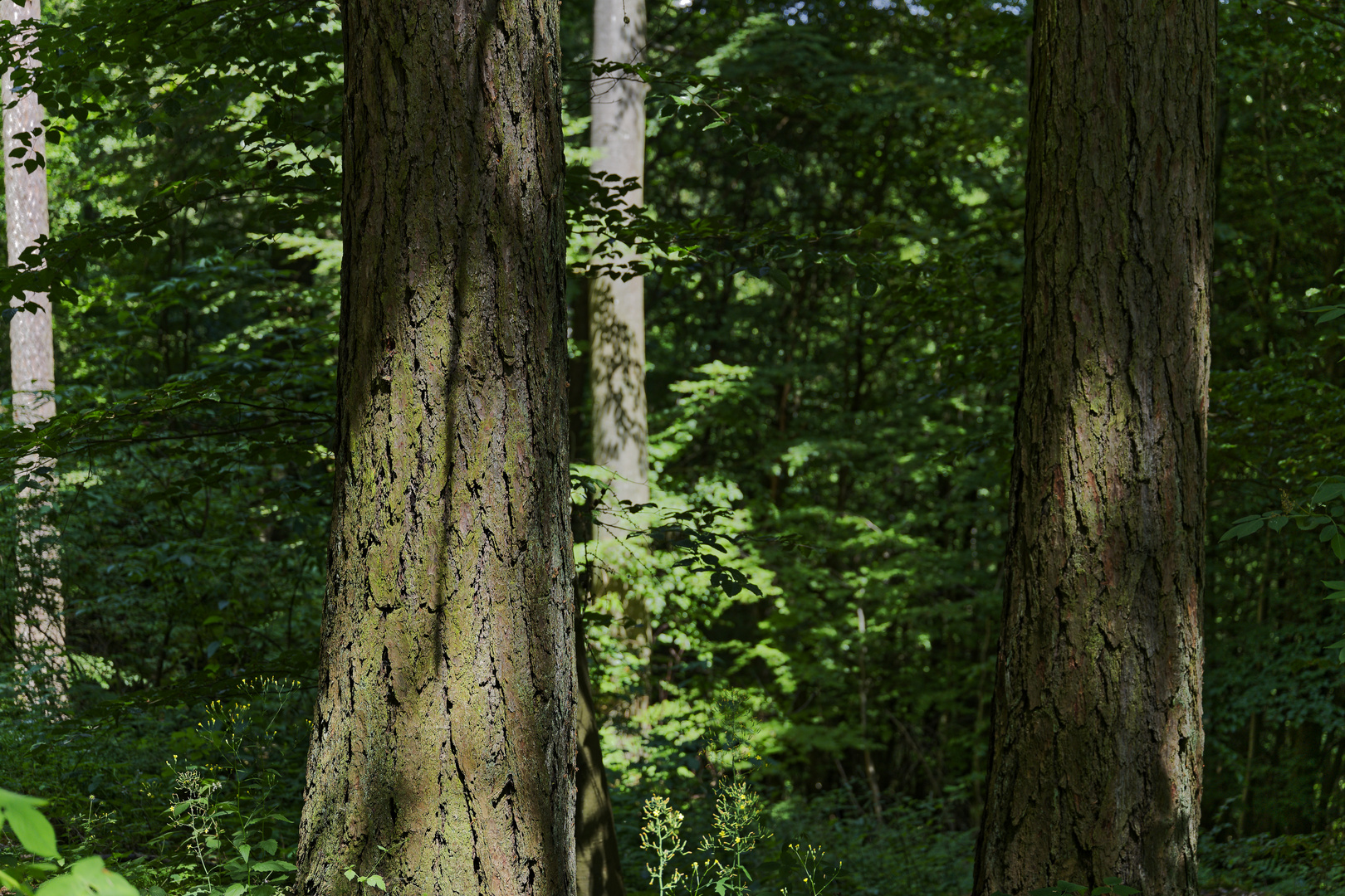 Waldmotive, hier: Lichtspiele auf den Lärchenstämmen