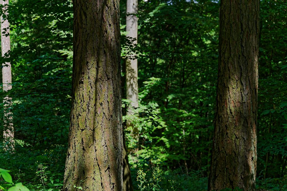 Waldmotive, hier: Lichtspiele auf den Lärchenstämmen