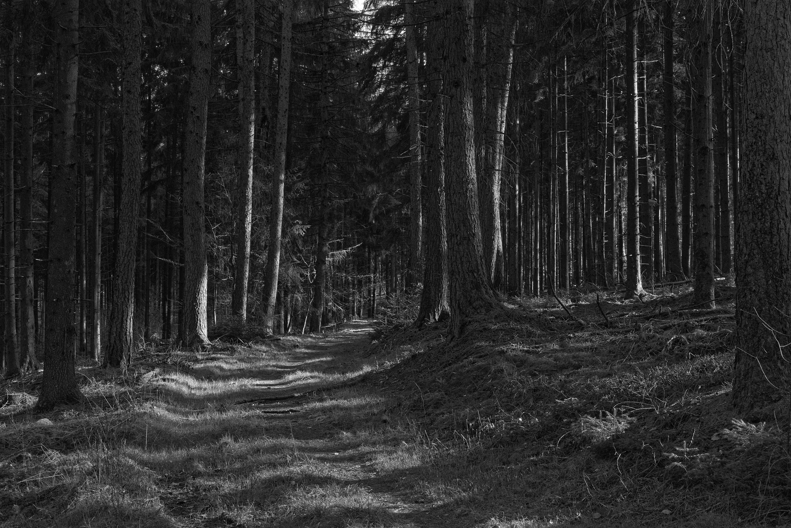 Waldmotive, hier: Lichtspiele im dunklen Fichtenwald