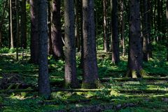 Waldmotive, hier: Lichtspiele im Fichtenwald