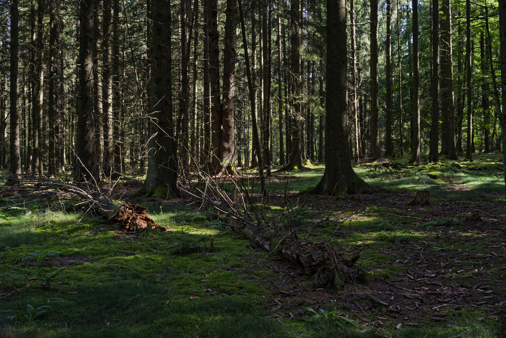 Waldmotive, hier: Lichtspiele im Fichtenwald