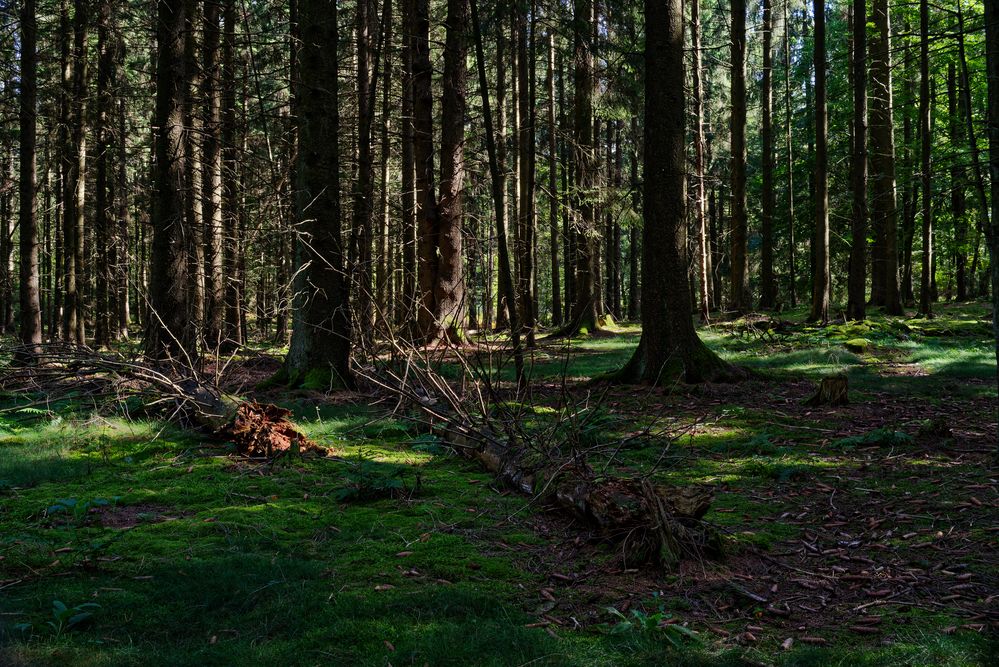 Waldmotive, hier: Lichtspiele im Fichtenwald