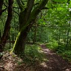 Waldmotive, hier: Lichtspiele im Sommerwald