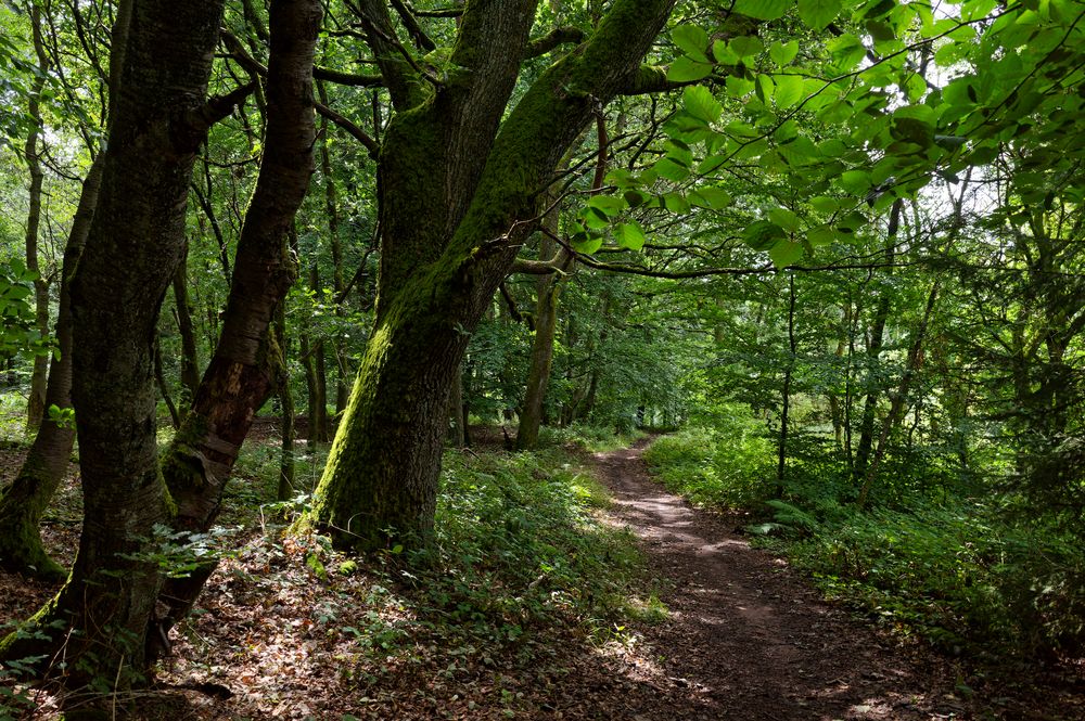 Waldmotive, hier: Lichtspiele im Sommerwald