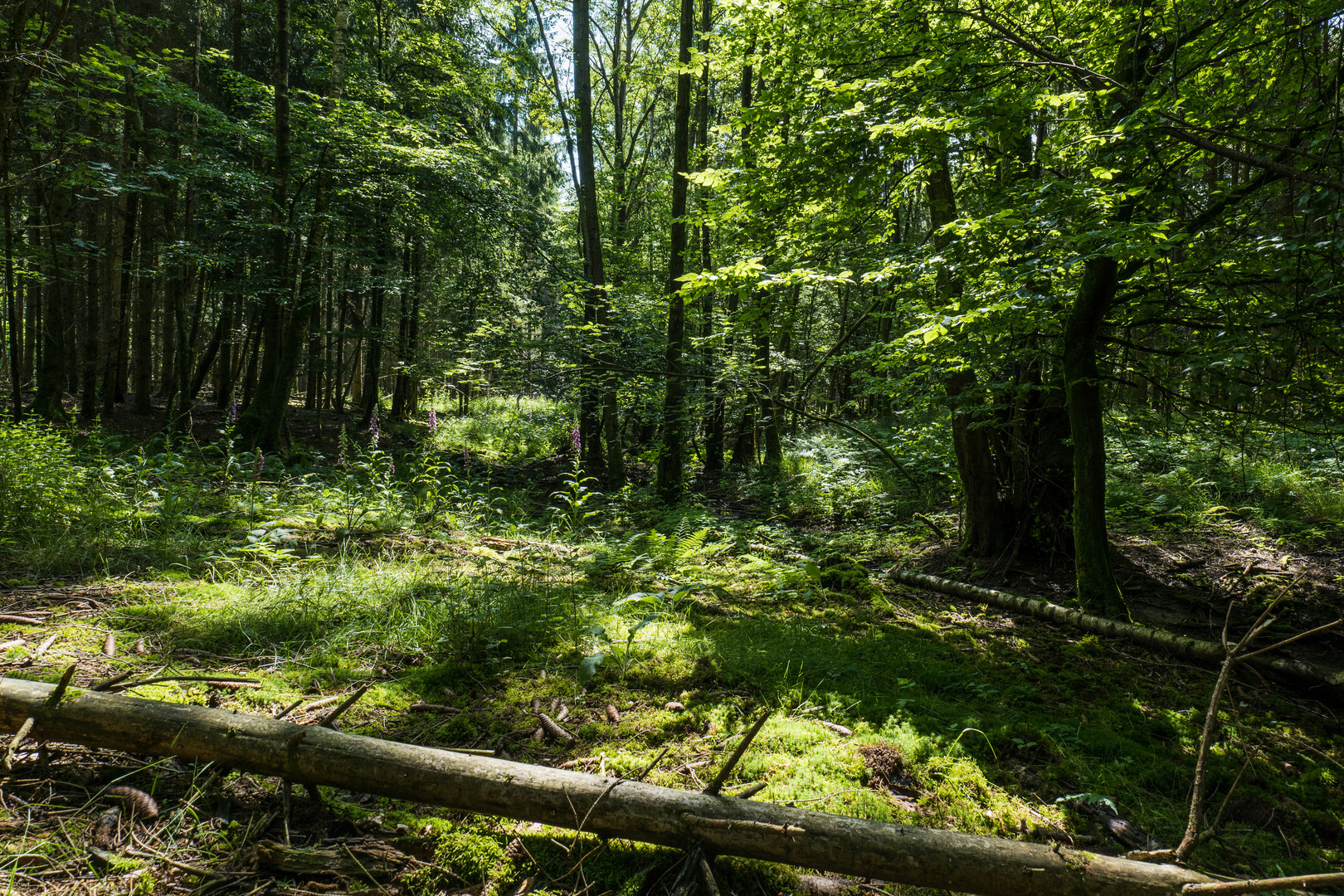 Waldmotive, hier: Lichtspiele im Wald