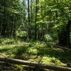 Waldmotive, hier: Lichtspiele im Wald