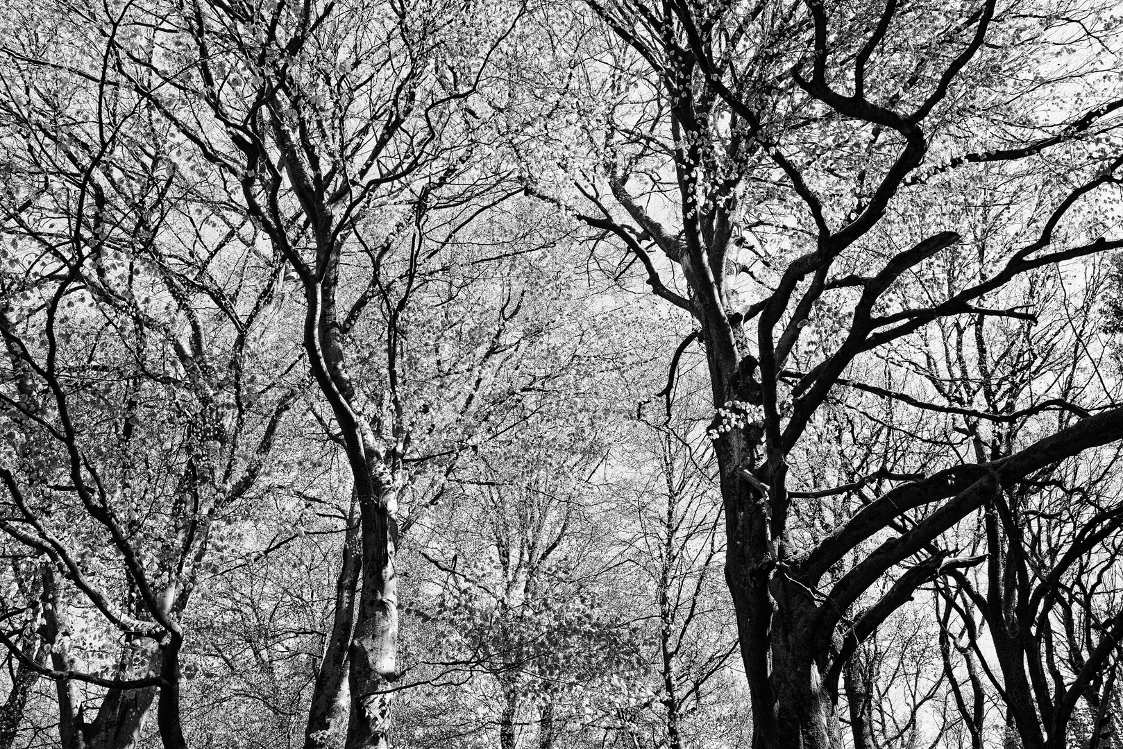 Waldmotive, hier: Lichtspiele in den Baumkronen