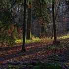 Waldmotive, hier: Lichtstimmungen im Wald