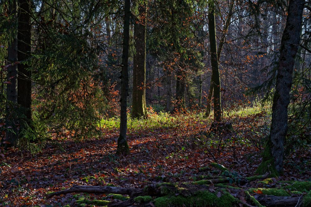 Waldmotive, hier: Lichtstimmungen im Wald