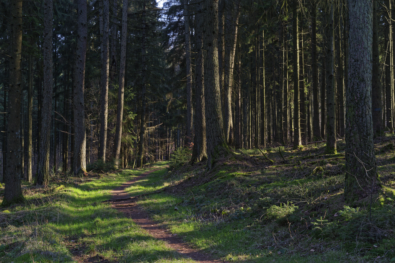 Waldmotive, hier: Lichtstreifen auf dem Waldpfad