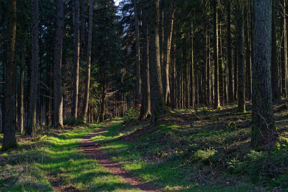 Waldmotive, hier: Lichtstreifen auf dem Waldpfad