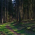 Waldmotive, hier: Lichtstreifen auf dem Waldpfad