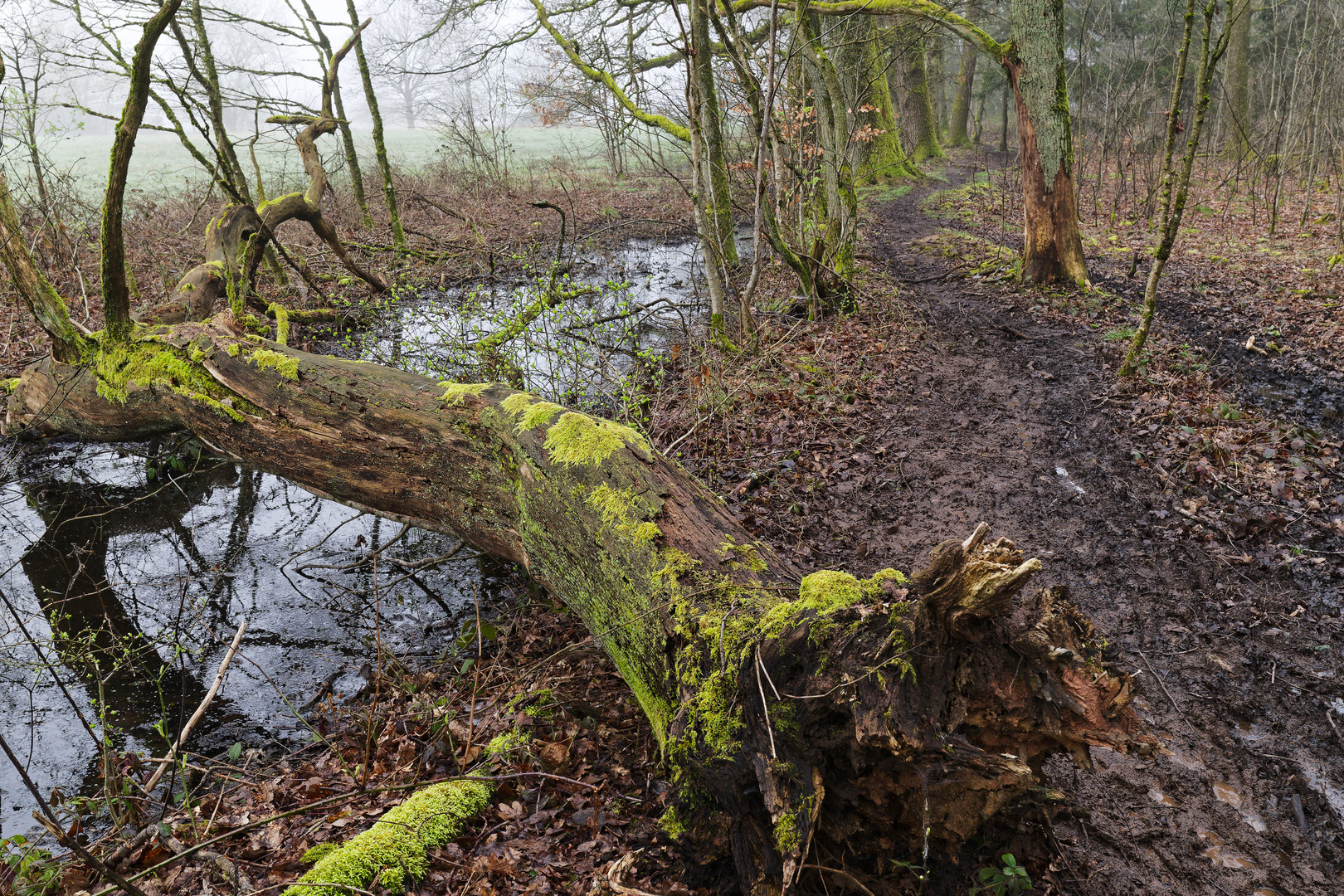 Waldmotive, hier: Märzimpressionen auf einem Waldpfad