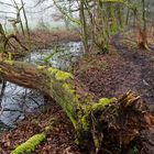 Waldmotive, hier: Märzimpressionen auf einem Waldpfad