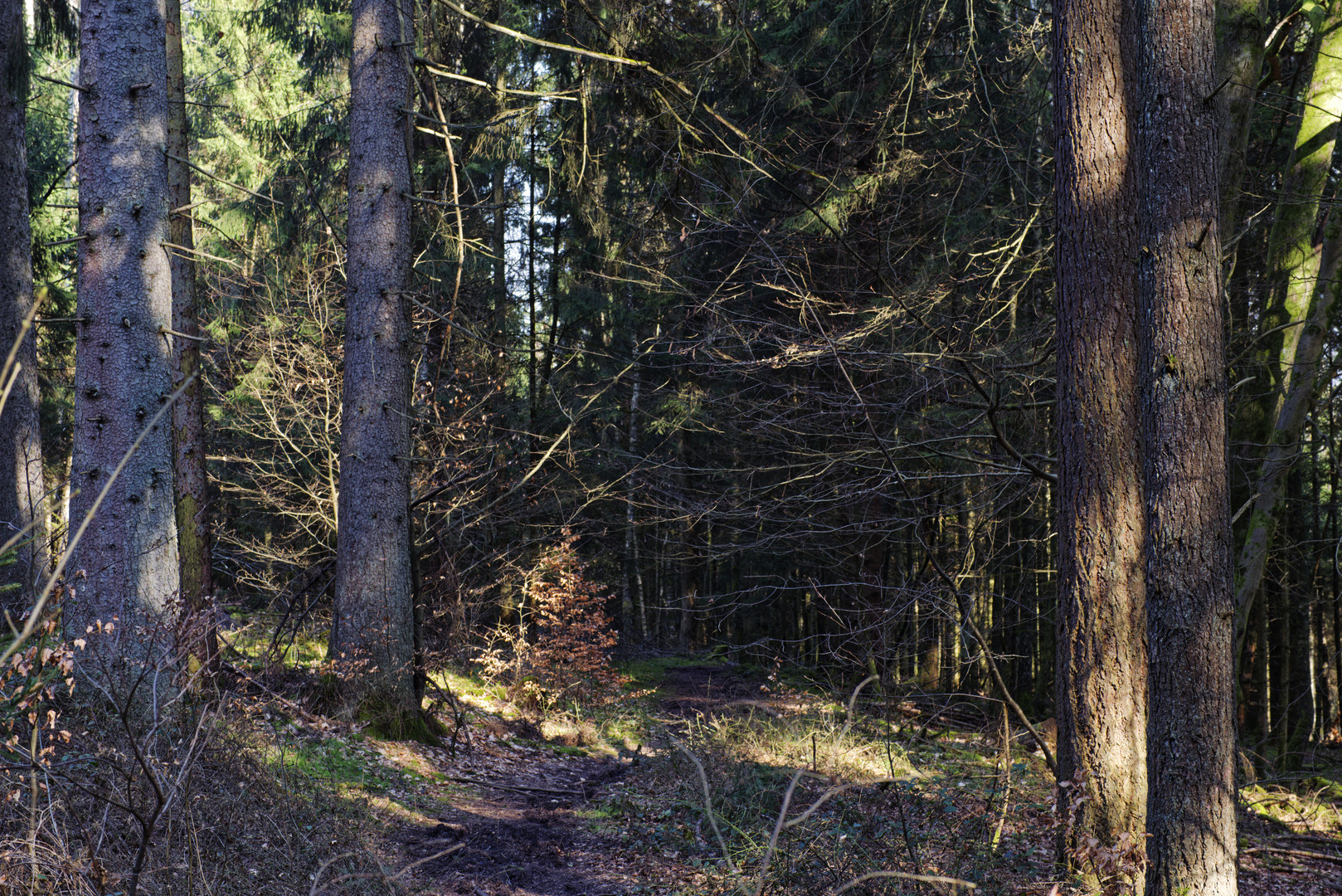 Waldmotive, hier: Märzsonne im Fichtenwald