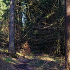 Waldmotive, hier: Märzsonne im Fichtenwald