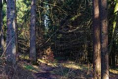 Waldmotive, hier: Märzsonne im Fichtenwald