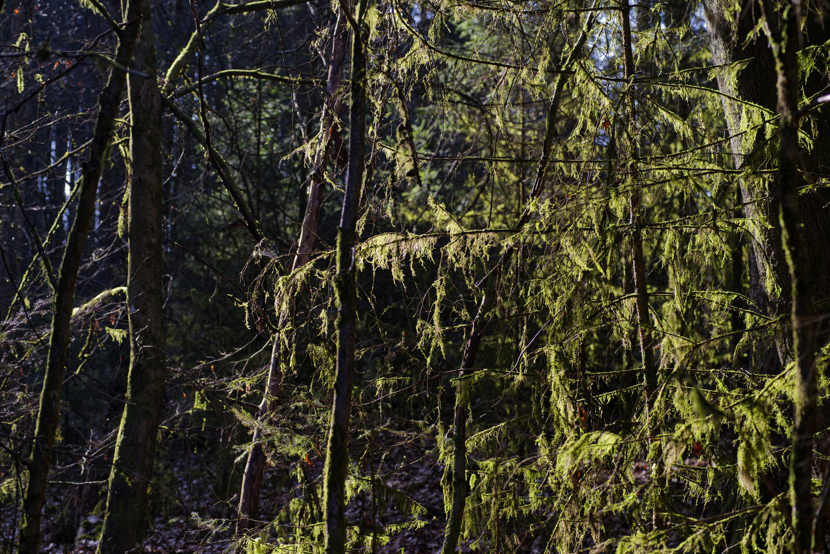 Waldmotive, hier: Märzsonne in den Mooswelten