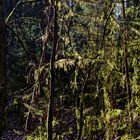 Waldmotive, hier: Märzsonne in den Mooswelten