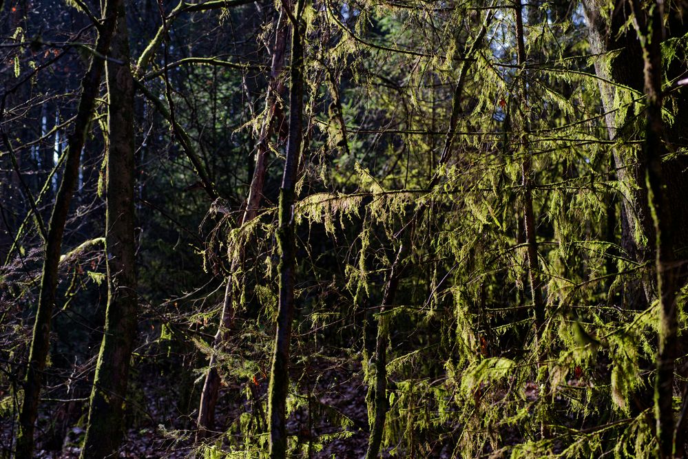 Waldmotive, hier: Märzsonne in den Mooswelten