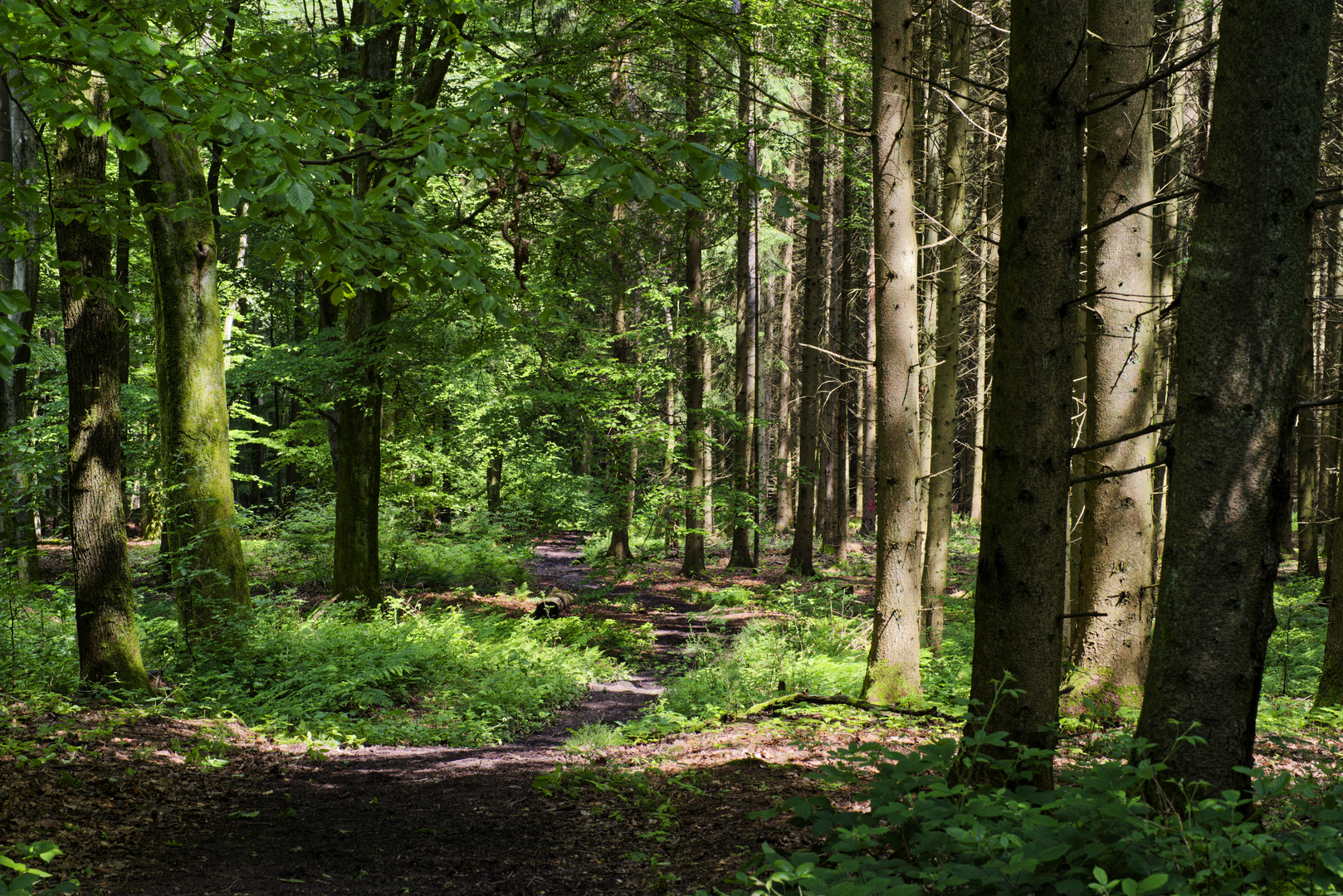 Waldmotive, hier: Maiimpressionen auf dem Waldpfad