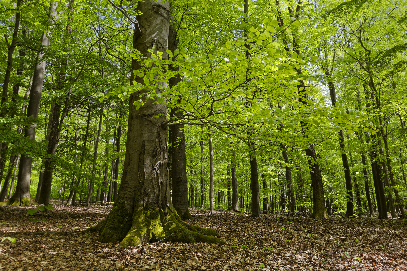 Waldmotive, hier: Maiimpressionen im Laubwald  (2)