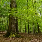Waldmotive, hier: Maiimpressionen im Laubwald  (2)