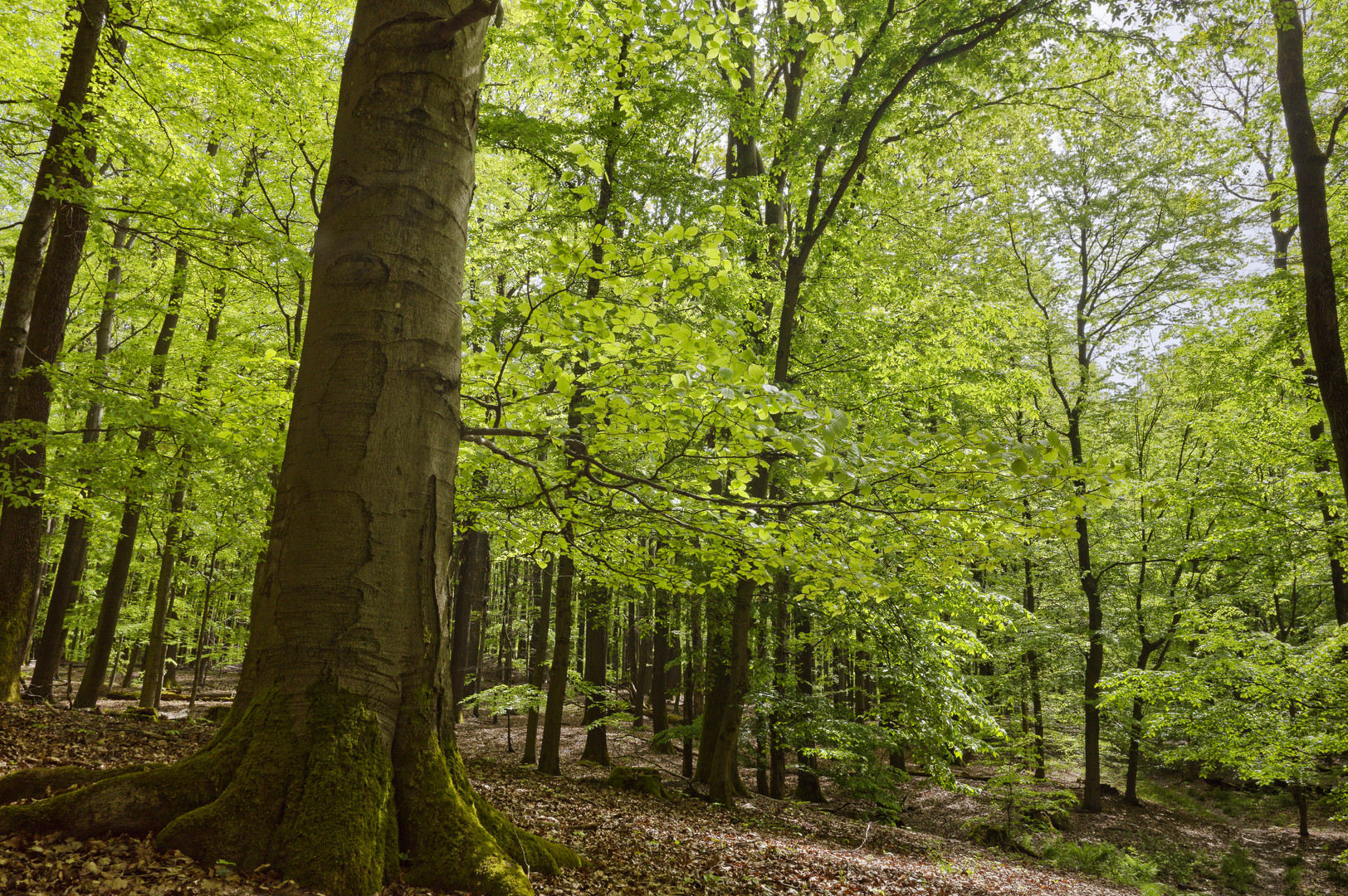 Waldmotive, hier: Maiimpressionen im Laubwald (3)