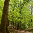 Waldmotive, hier: Maiimpressionen im Laubwald (3)