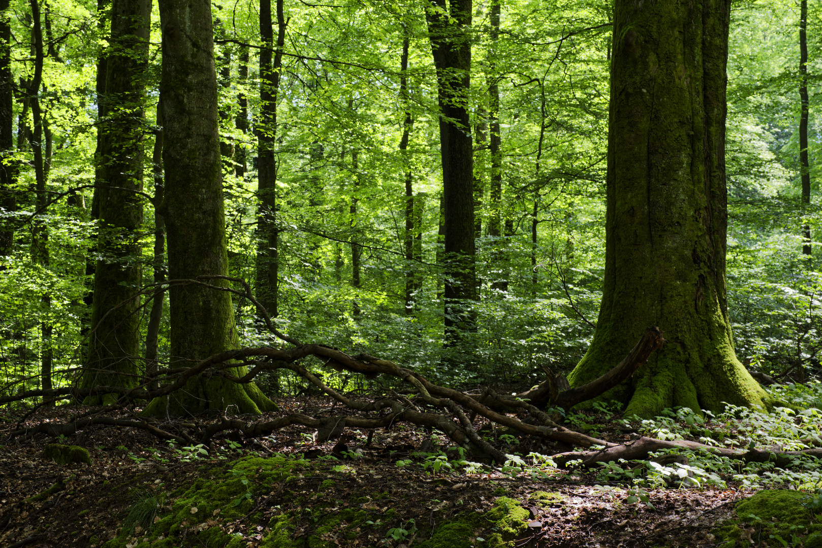 Waldmotive, hier: Maiimpressionen im Laubwald